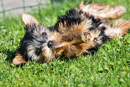black and gold Yorkshire terrier puppy lying on grass field