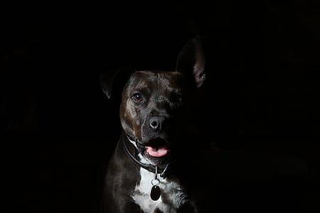 adult white and black American pit bull terrier