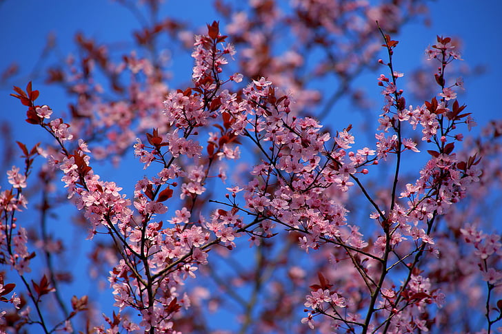 pink Sakura blossoms under blue sky