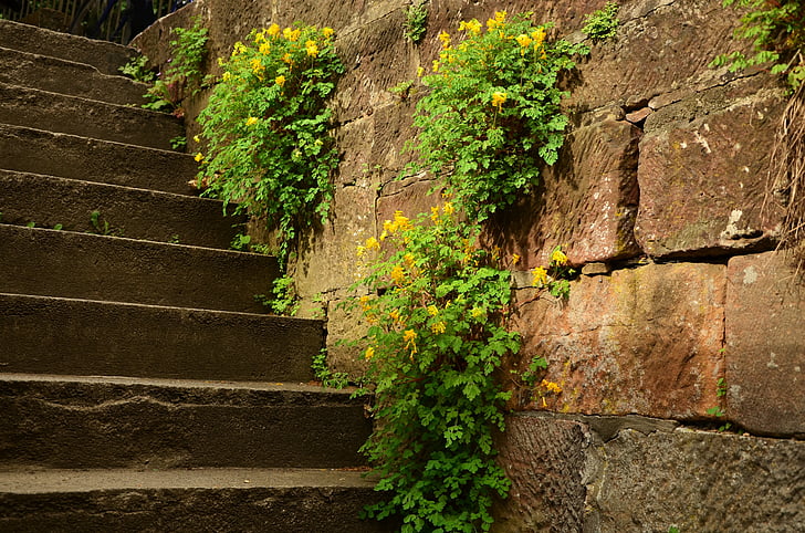 green leaf plant on staircase