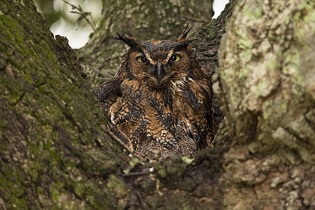 brown and black owl