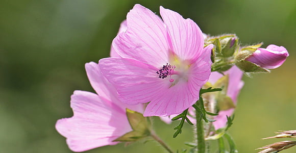 pink hollyhocks closeup photography
