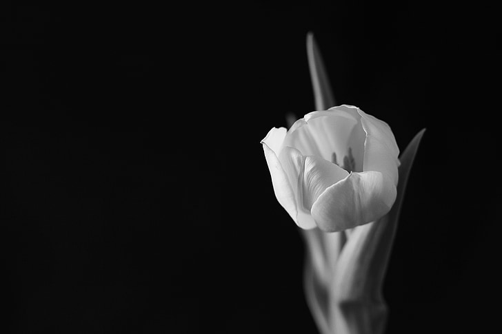 grayscale photo of blooming tulip