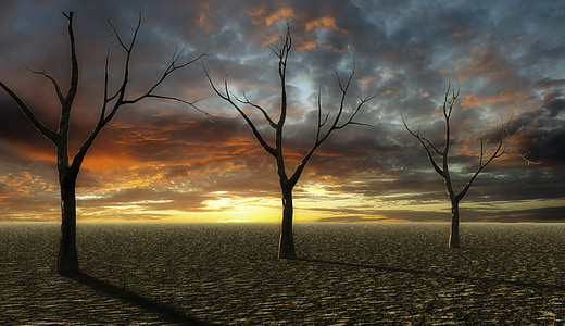 landscape photography of three leafless trees