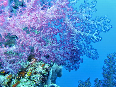 purple and blue coral reefs