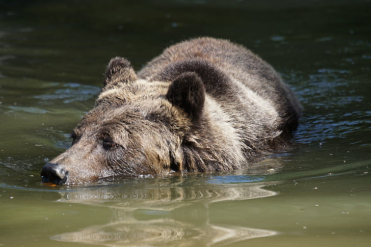 black bear on body of water