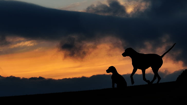silhouette of 2 dogs under black cloud
