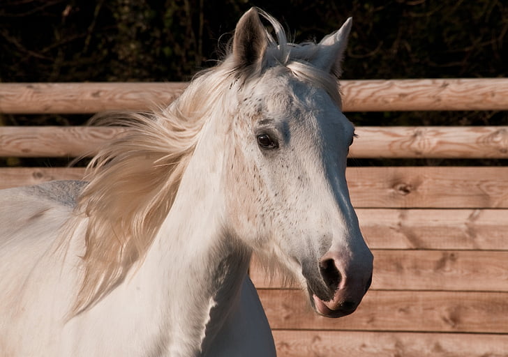 macro photography of white horse