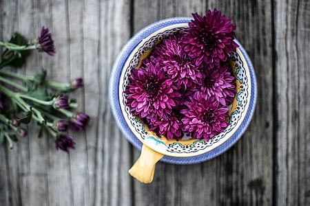 purple Chrysanthemum flower decor