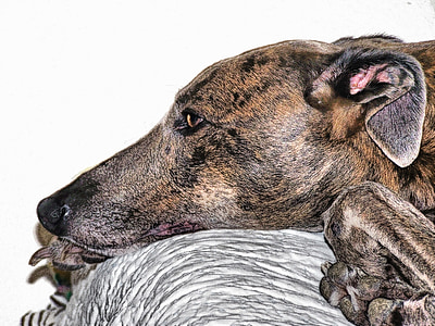 closeup photo of brindle dog lying on gray cloth