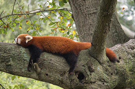 red fox lying on tree branch