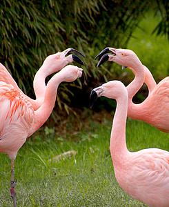 flamingo herd on grass field during day time
