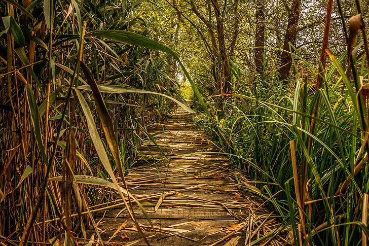 bamboo forest tadoba