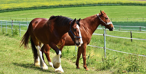 two brown horses on grass field during daytime