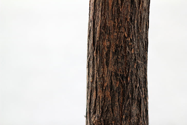brown tree trunk photograph