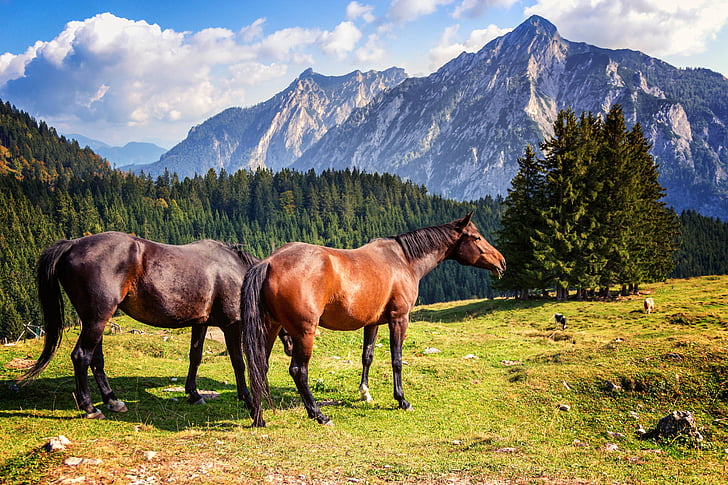 two brown horses near green leafed trees
