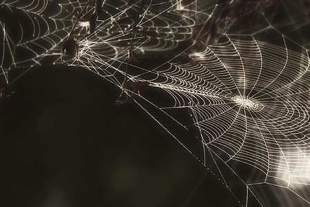 grayscale photo of spider webs