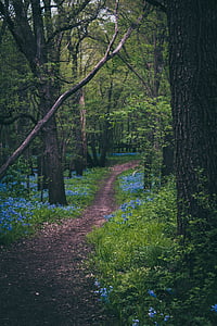 pathway between trees in forest