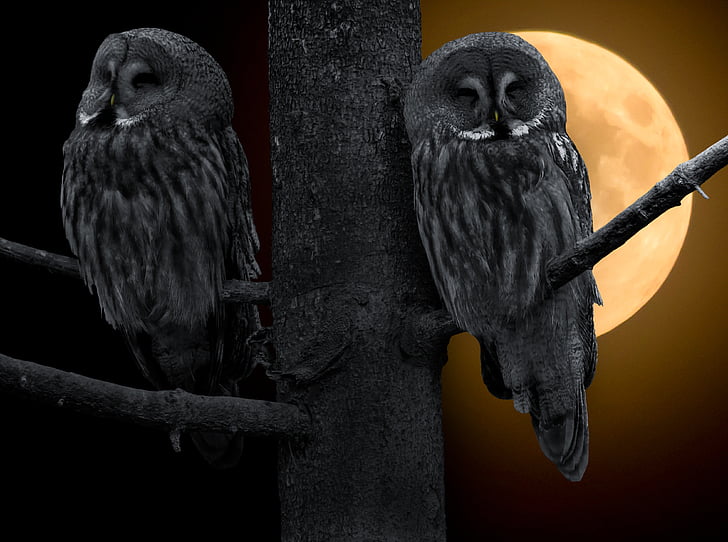 two black owls on tree