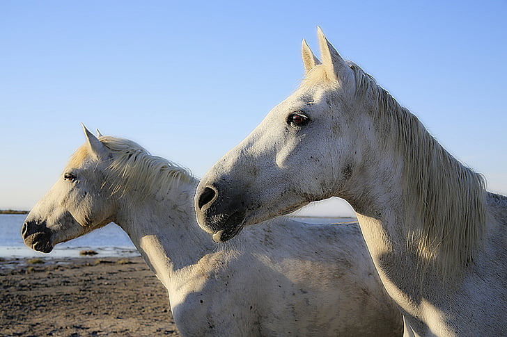 photography of two white horses