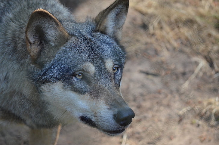 closeup photo of adult wolfdog
