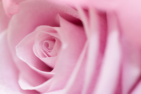 closeup photo of pink rose