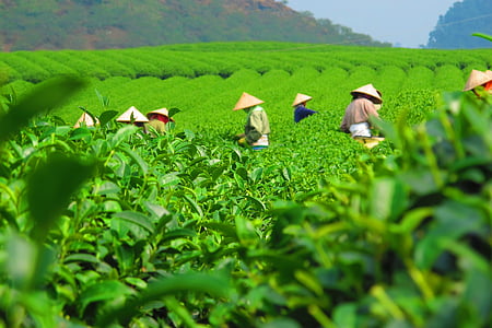 group of people harvesting during day time