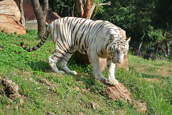 white and brown tiger on green grass