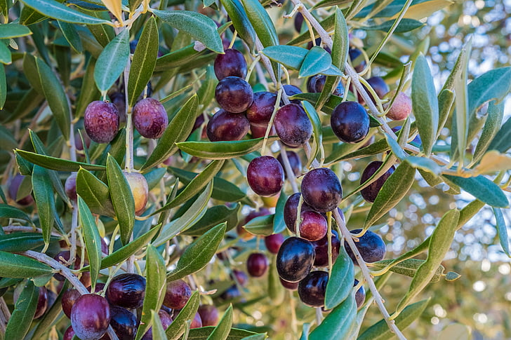 purple fruit on green leaf trees