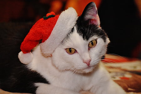 white and black cat wearing santa hat