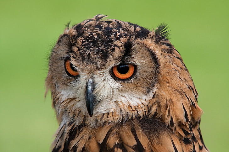 tilt shift lens photography of brown owl