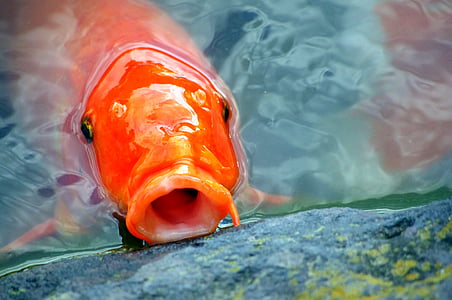 orange koi fish under water