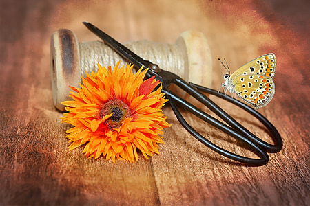 black scissors, gray thread spool, and oranged daisy flower