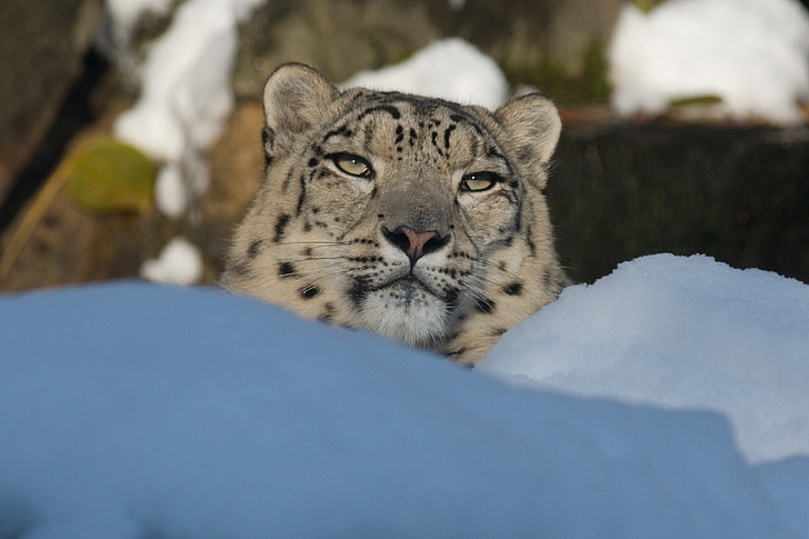 leopard on snow field