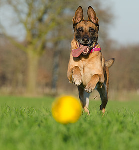 short-coated brown dog jumping on green grass field