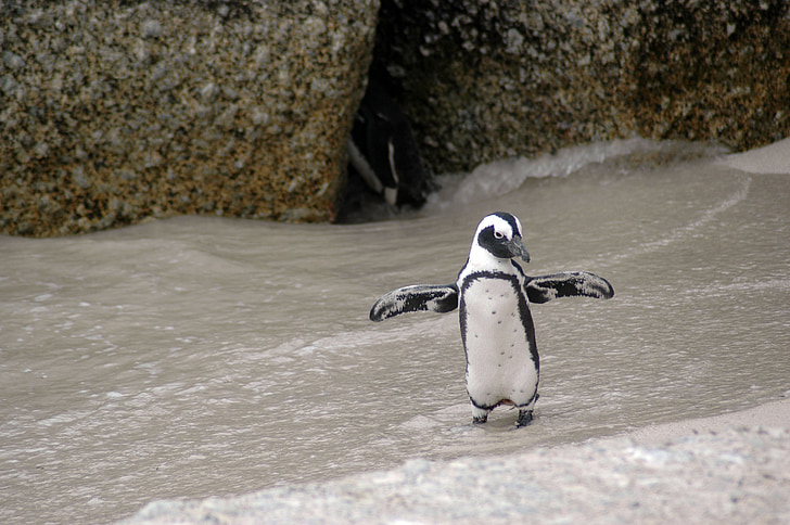 photo of white and black penguin on sand