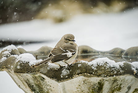 selective focus photograph of gray bird on concrete birdbath