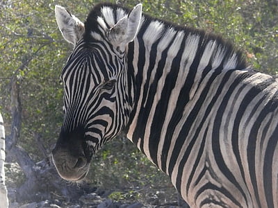 close-up photo of zebra face
