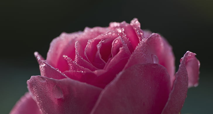 close up photography of pink rose flower with water dew