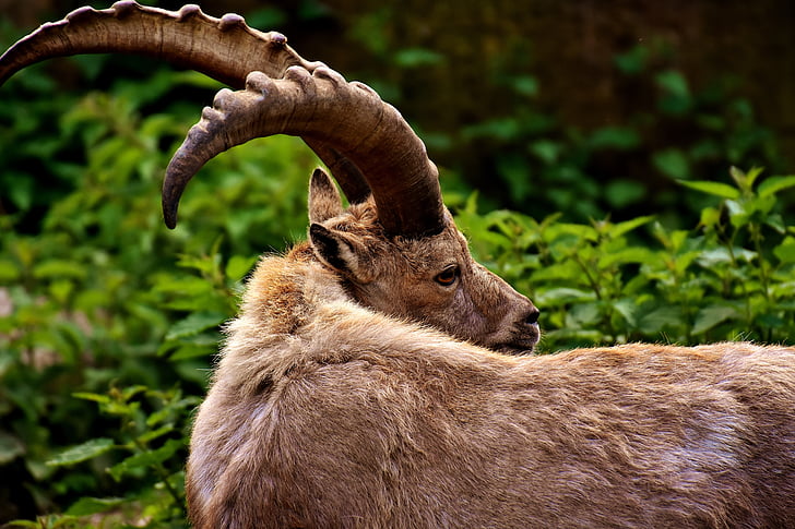 closeup photo of brown mountain goat