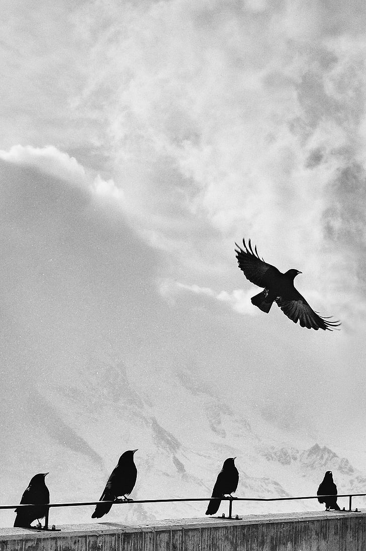 grayscale photography of five birds