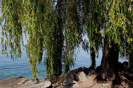 willow tree front of body of water at daytime