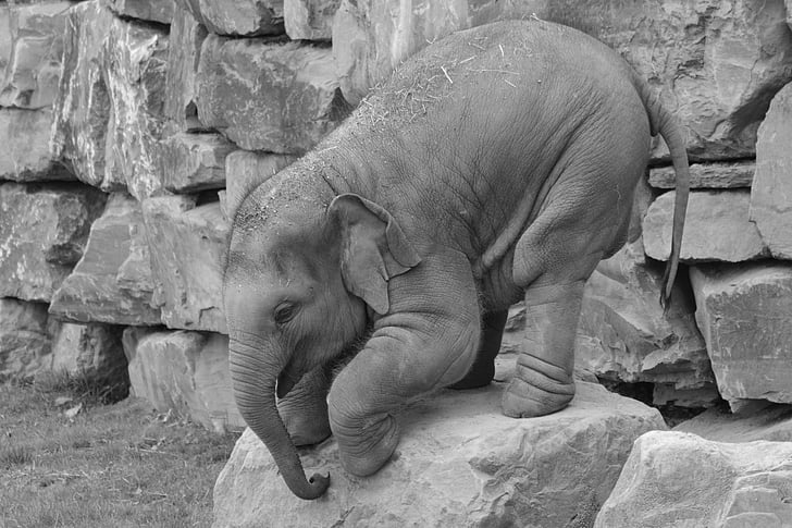elephant standing on rock