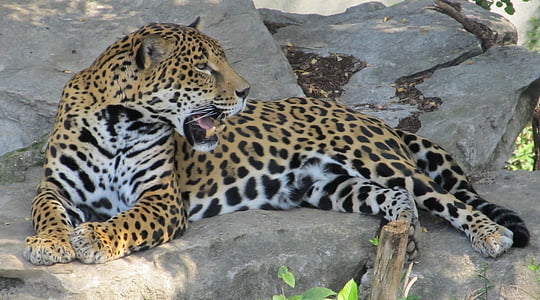 leopard resting on stone