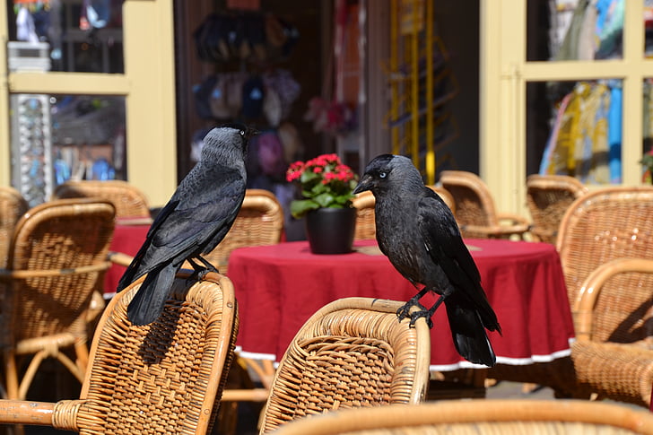 two crows perched on brown wicker chair