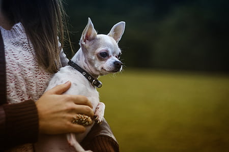 woman carrying fawn Chihuahua puppy