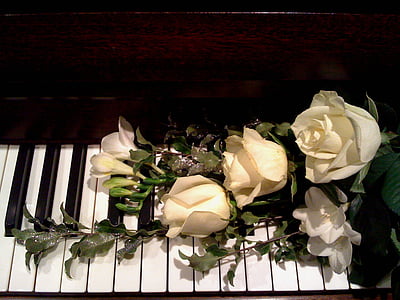 four white roses