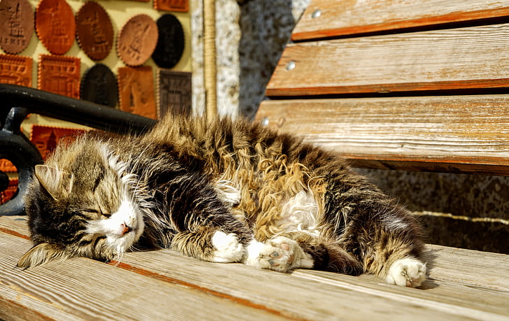 brown tabby cat lying on brown wooden bench