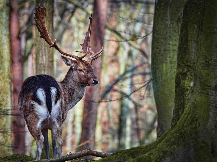 brown reindeer on forest