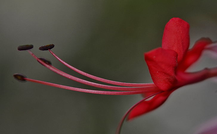 bokeh photography of red hibiscus